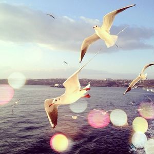 Meet your Posher, Lara